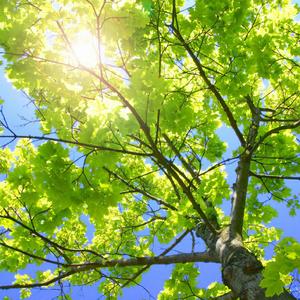 乌兰图雅B放大图片
